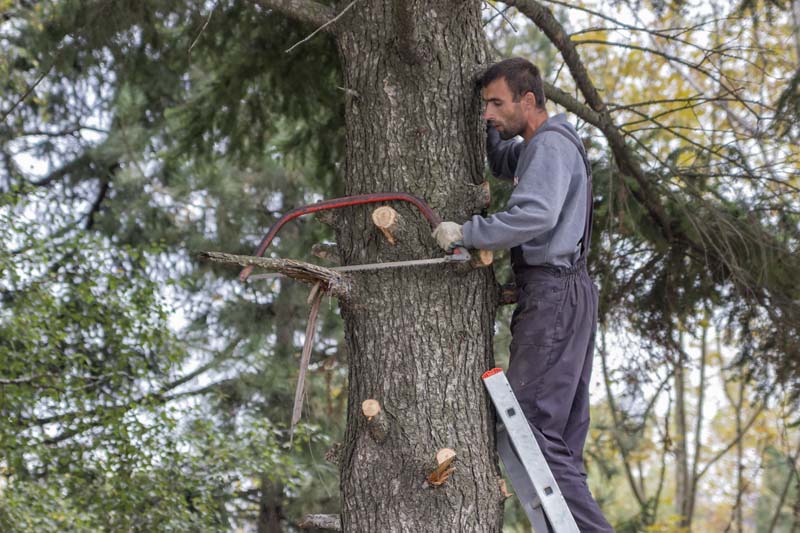 Élagage Abattage Arbre Mézidon Vallée d'Auge
